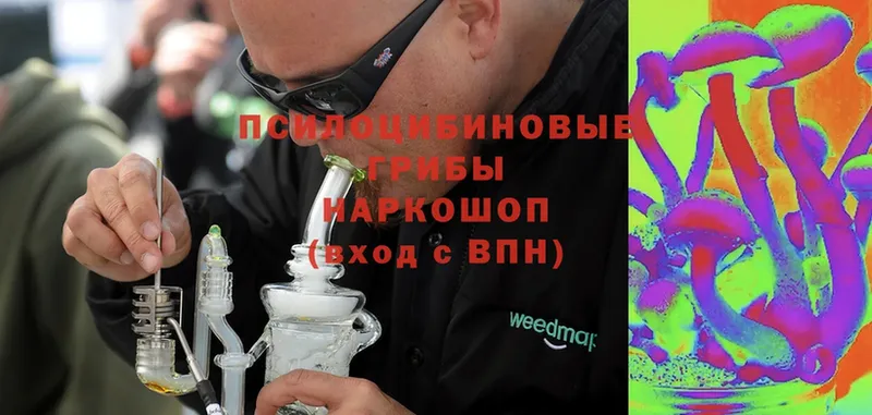 Галлюциногенные грибы Psilocybine cubensis  Кимры 